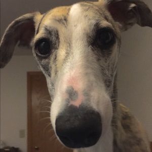 Meet your Posher, Liisa